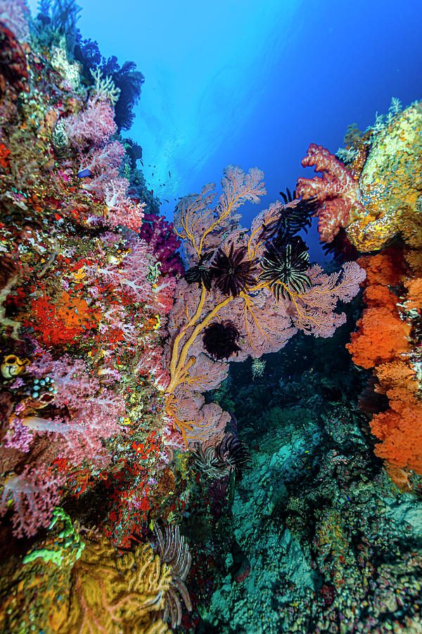 Reef Scene In Halmahera, Indonesia #2 Photograph by Bruce Shafer