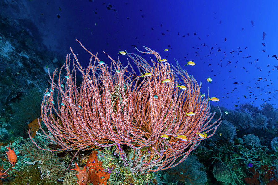 Reef Scene In Papua New Guinea #2 Photograph by Bruce Shafer
