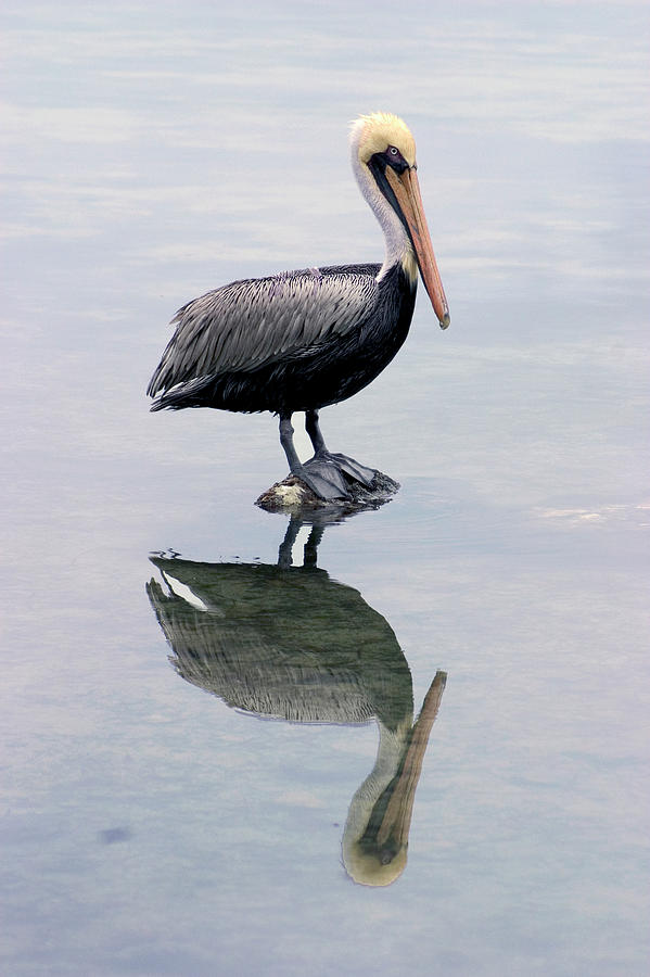 A  Wonderful Bird Is The Pelican Photograph