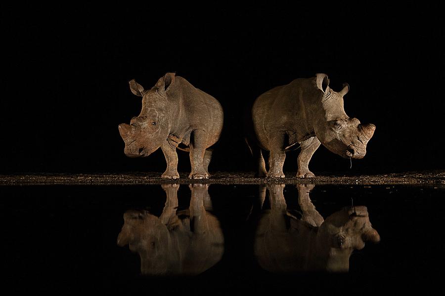 Animal Photograph - Reflection #2 by Amnon Eichelberg