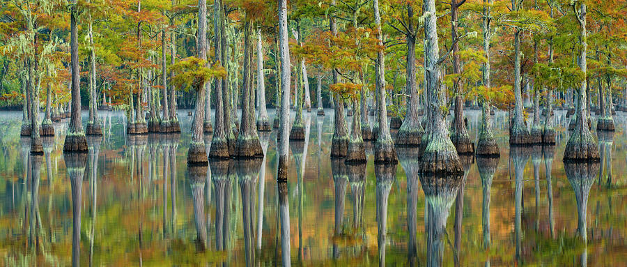 Nature Photograph - Reflection Of Bald Cypress Taxodium #2 by Panoramic Images
