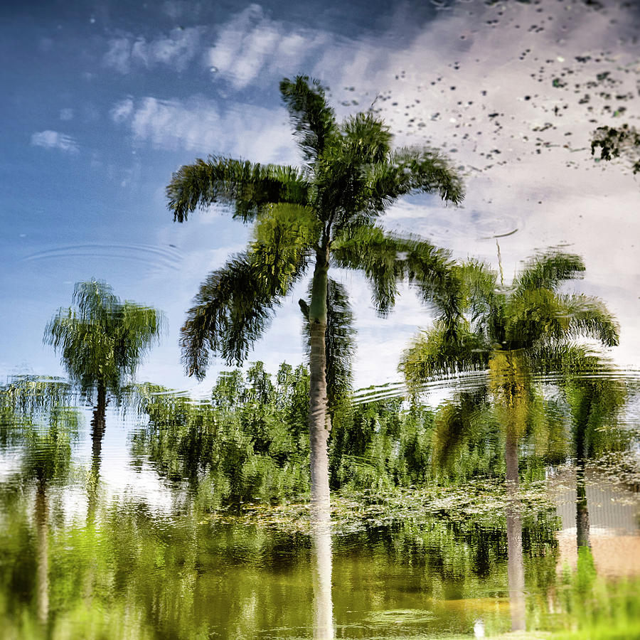 Reflection Of Palm Trees Over Water #2 Digital Art by Laura Diez