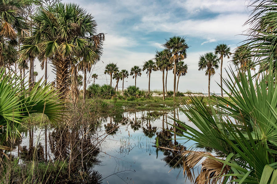 Reflections Of Palm Trees On Hunting Island South Carolina #2 Photograph by Alex Grichenko
