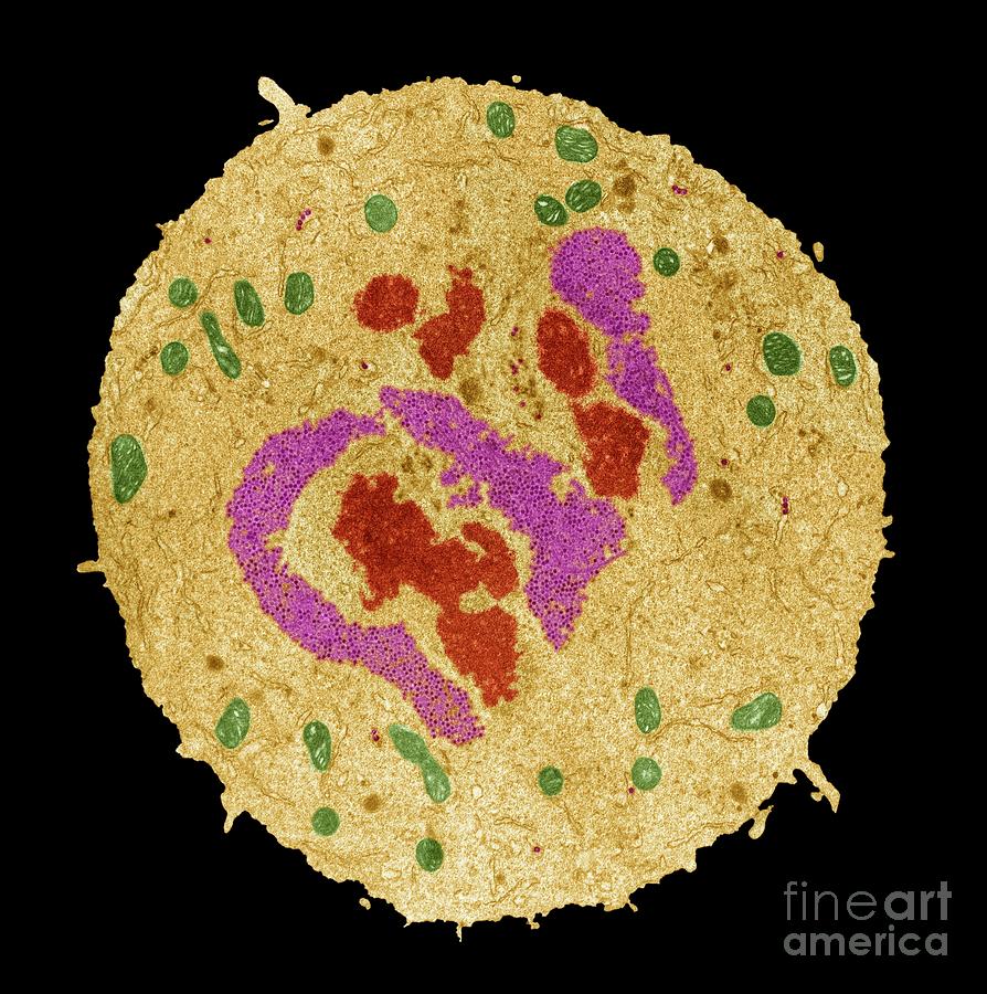 https://images.fineartamerica.com/images/artworkimages/mediumlarge/2/2-reovirus-steve-gschmeissnerscience-photo-library.jpg