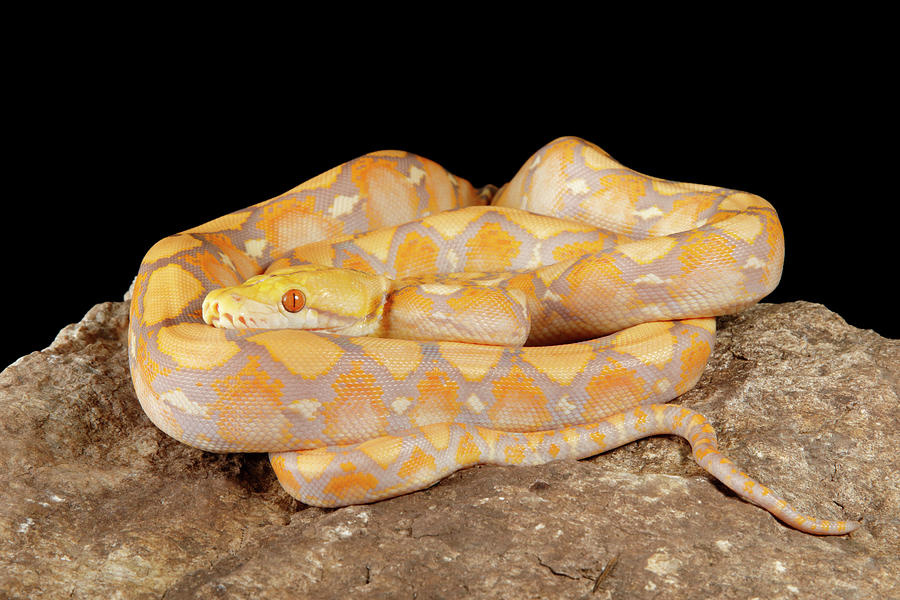 Reticulated Python Lavender Morph Photograph by David Kenny | Pixels