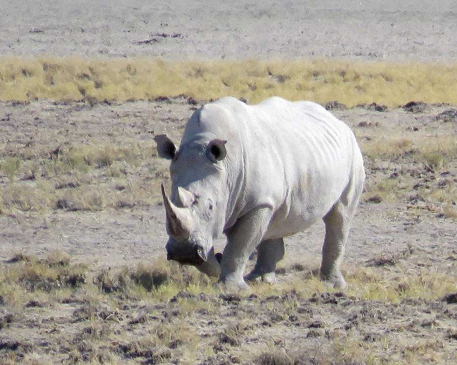 Rhino #2 Photograph by Eric Pengelly