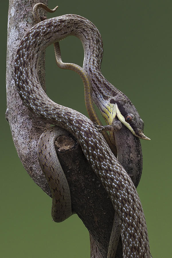 Snake Photograph - Rhino Rat Snake #2 by ?o T?n Pht