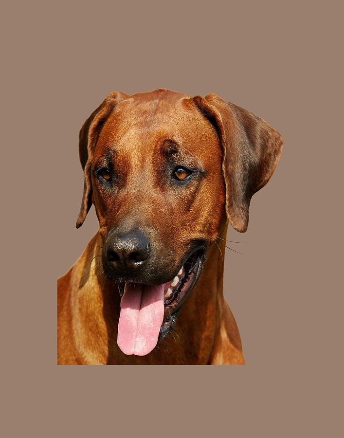 Rhodesian Ridgeback by Dave Byrne Rhodesian Ridgeback by Dave Byrne