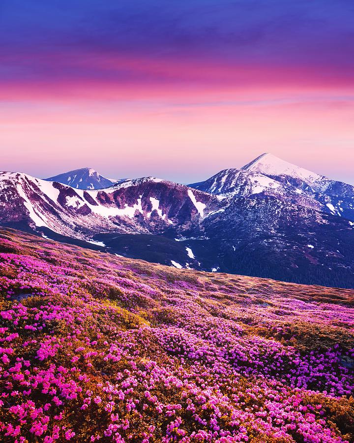 Summer Photograph - Rhododendron Flowers Covered Mountains #2 by Ivan Kmit