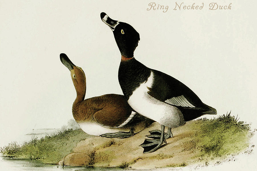 Ring Necked Duck #2 Painting by John James  Audubon
