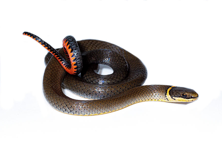 Ringneck Snake Diadophis Punctatus #2 Photograph by Dante Fenolio