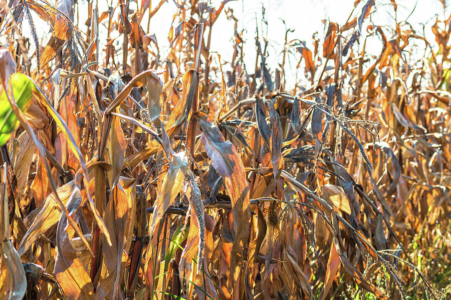 Ripe And Dry Corn Stalks Close Up. End Of Season Field With Golden Corn ...