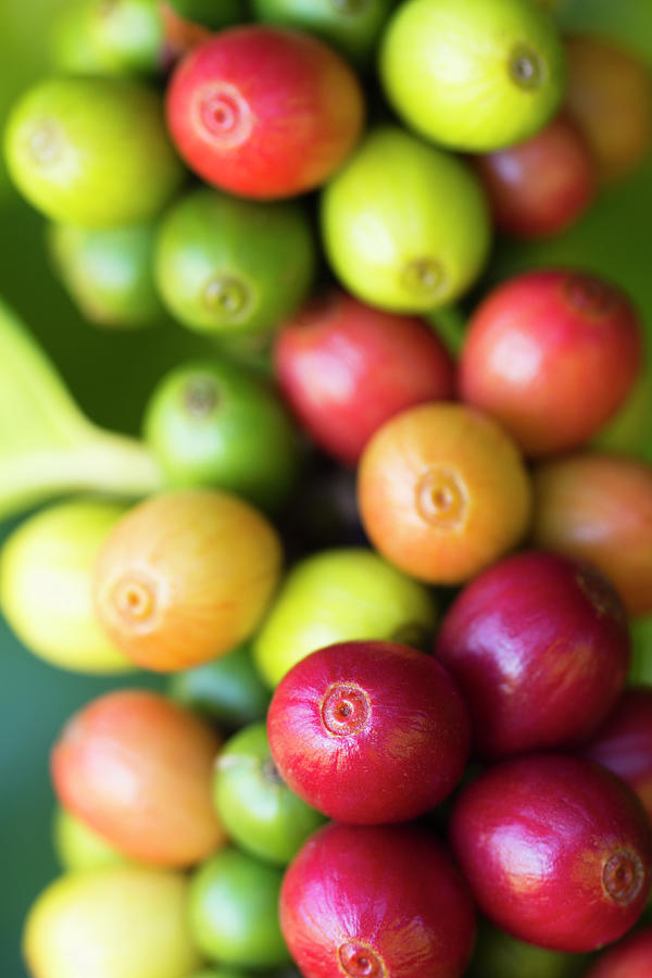 Ripe Coffee Cherries #2 Photograph by Dustypixel