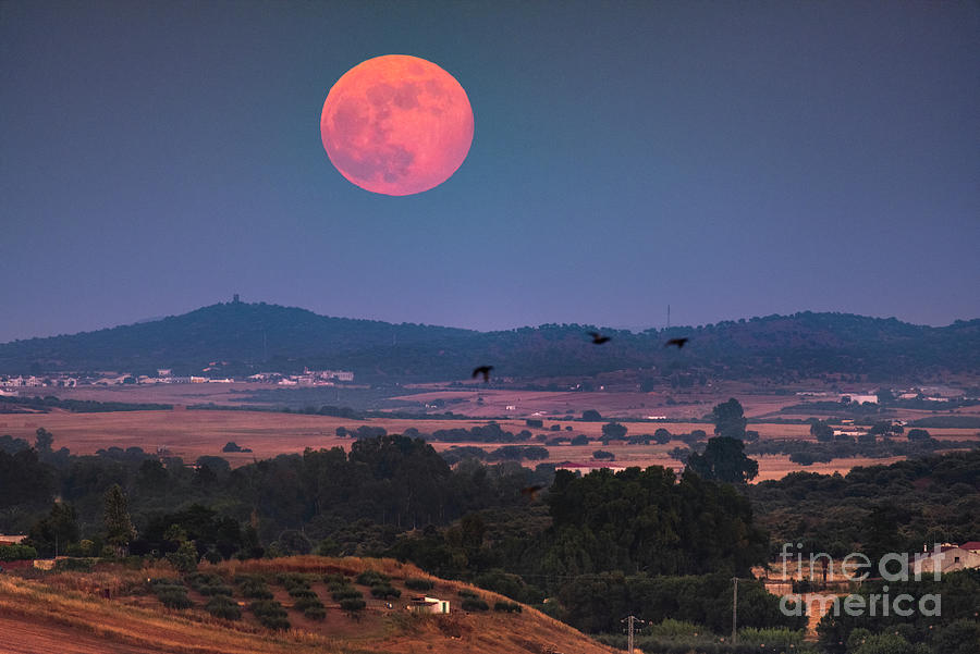 Rising Full Moon #2 Photograph by Miguel Claro/science Photo Library