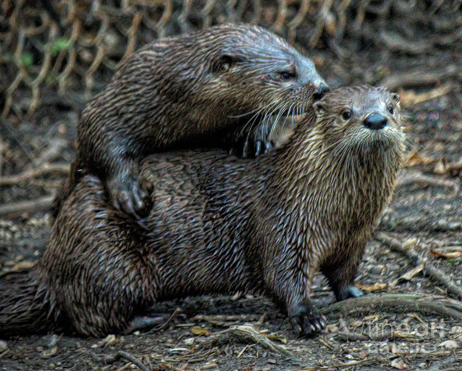 Nature Photograph - River Otter Love #2 by Paulette Thomas