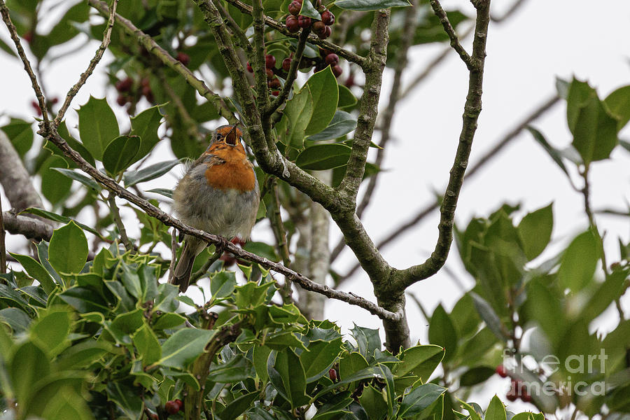 Robin by Brian Roscorla Robin by Brian Roscorla