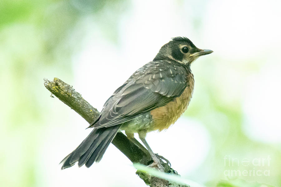 Robin by Michael D Miller Robin by Michael D Miller