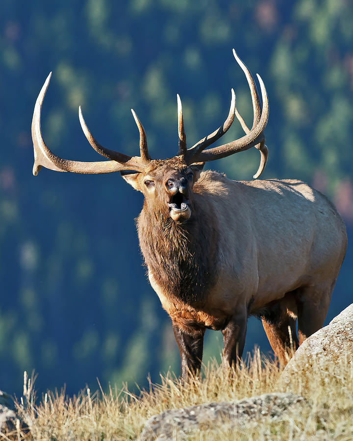 Rocky Mountain Bull Elk Bugling #4 Photograph by Gary Langley