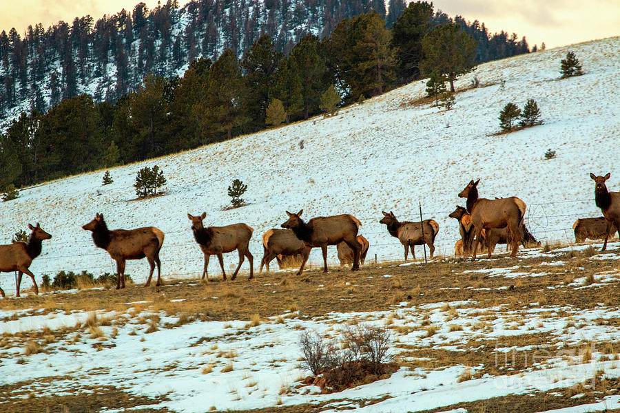 Rocky Mountain Elk Herd Photograph