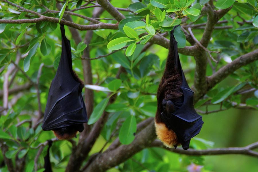 Rodrigues Fruit Bat (pteropus Photograph by Roger De La Harpe - Fine ...