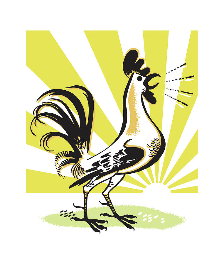 Chicken Drawing - Rooster Crowing #2 by CSA Images