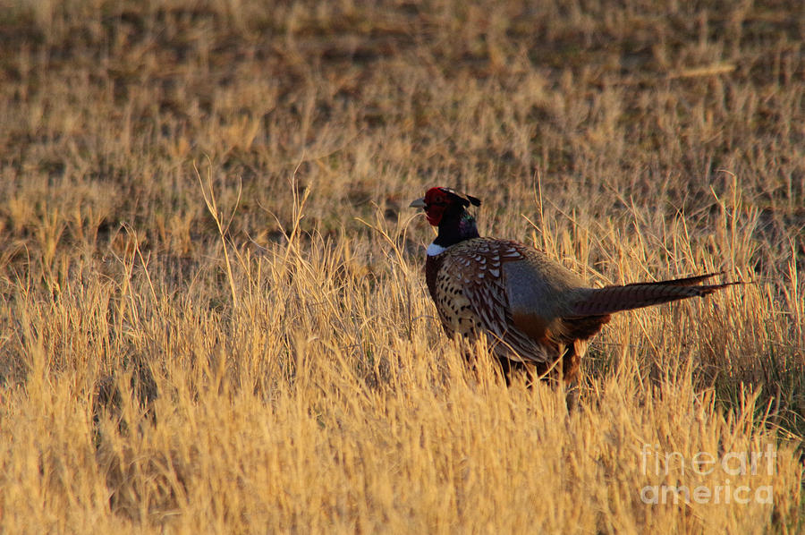 Rooster Pheasant Photograph