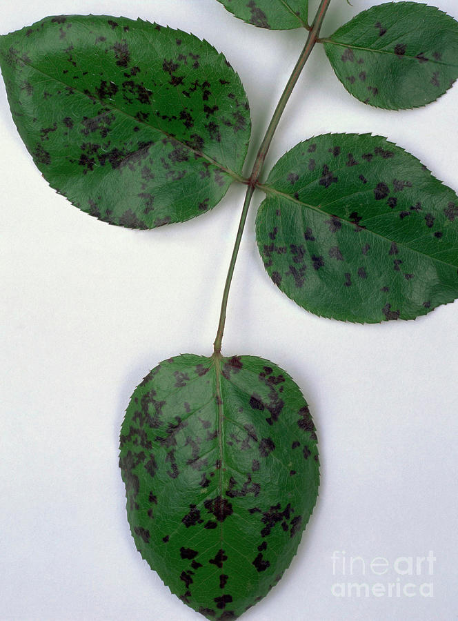 Rose Black Spot #2 Photograph by Geoff Kidd/science Photo Library