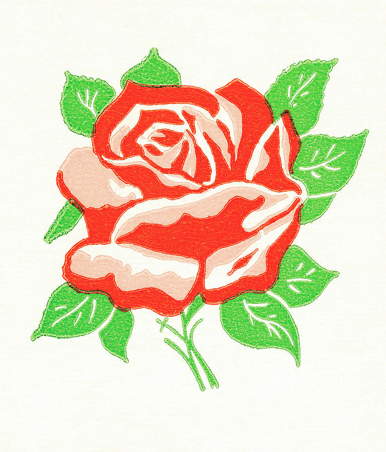 Vintage Drawing - Rose #2 by CSA Images