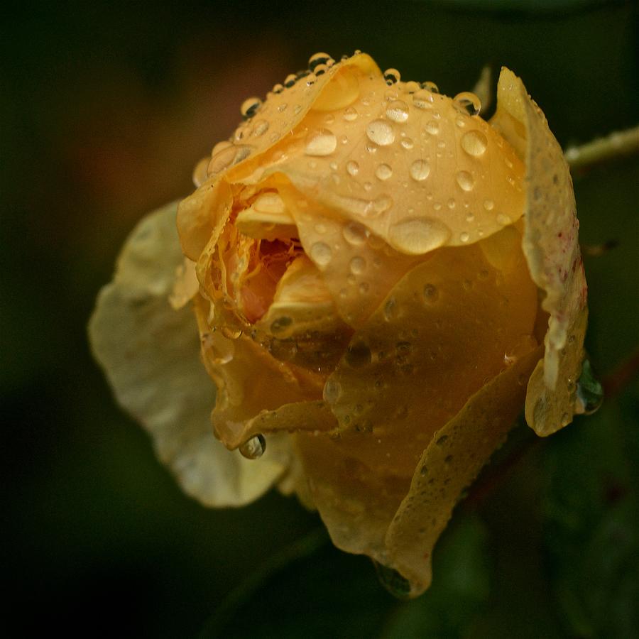 Rose in the Rain #3 Photograph by Richard Cummings