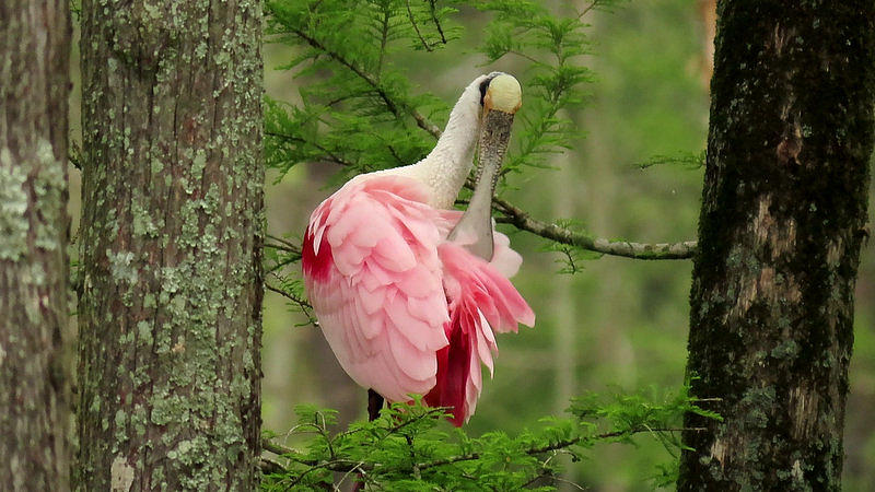 Roseate Spoonbill by Betty Berard Roseate Spoonbill by Betty Berard