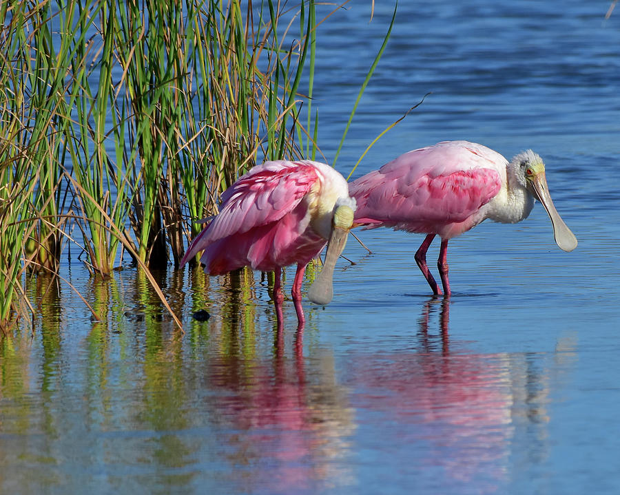 Roseate spoonbill Photograph by Dwight Eddington - Fine Art America