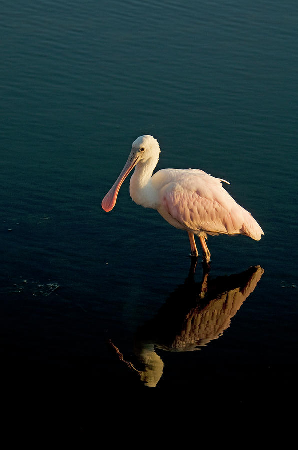 Roseate Spoonbill #2 Photograph by Mark Newman