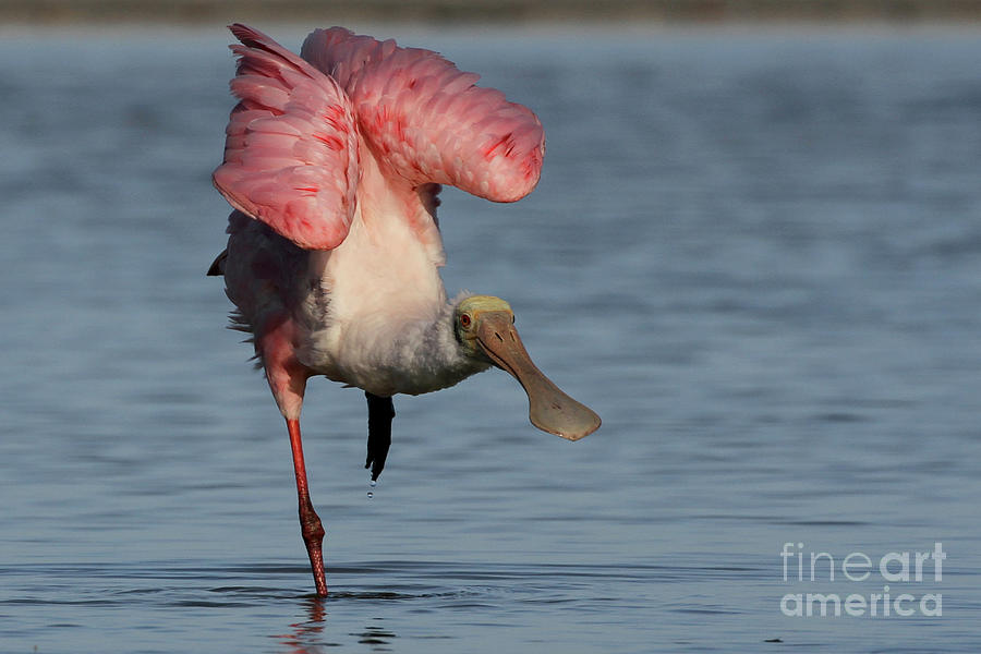 Roseate Spoonbill #2 Photograph by Meg Rousher