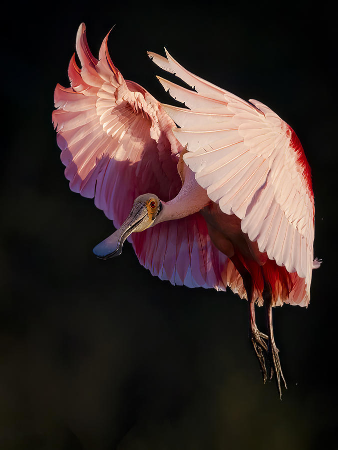 Wildlife Photograph - Roseate Spoonbill #2 by Michael Zheng