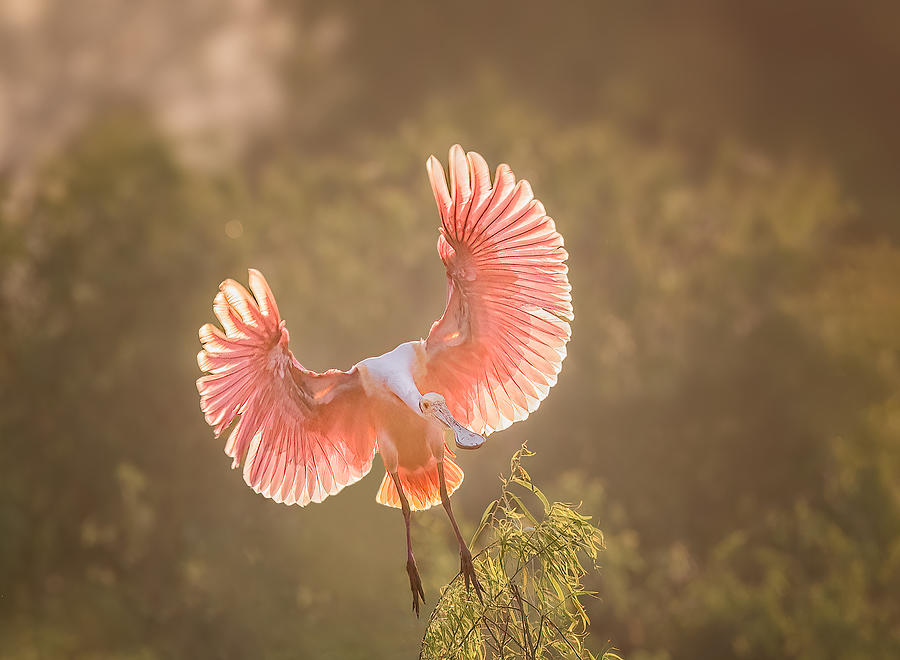 Spoonbill Photograph - Roseate Spoonbill #2 by Vicki Lai