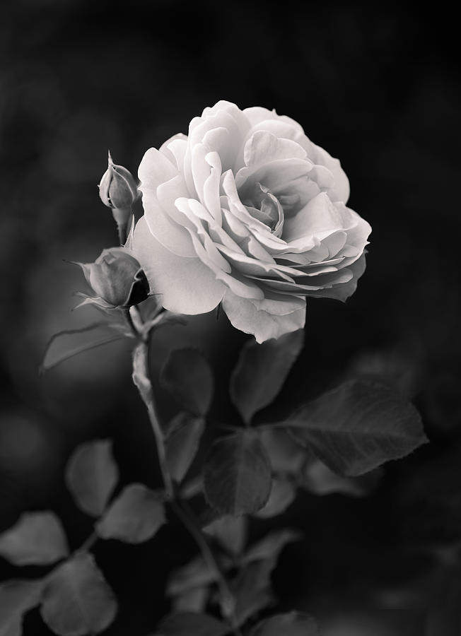 Roses #2 Photograph by Makihiko Hayama