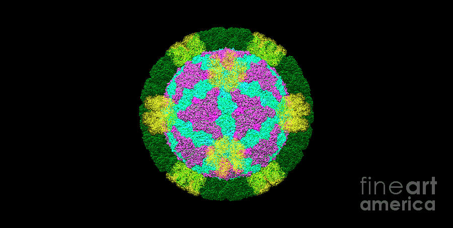 Rotavirus Photograph - Rotavirus #2 by Dr. Victor Padilla-sanchez, Phd / Washington Metropolitan University/science Photo Library