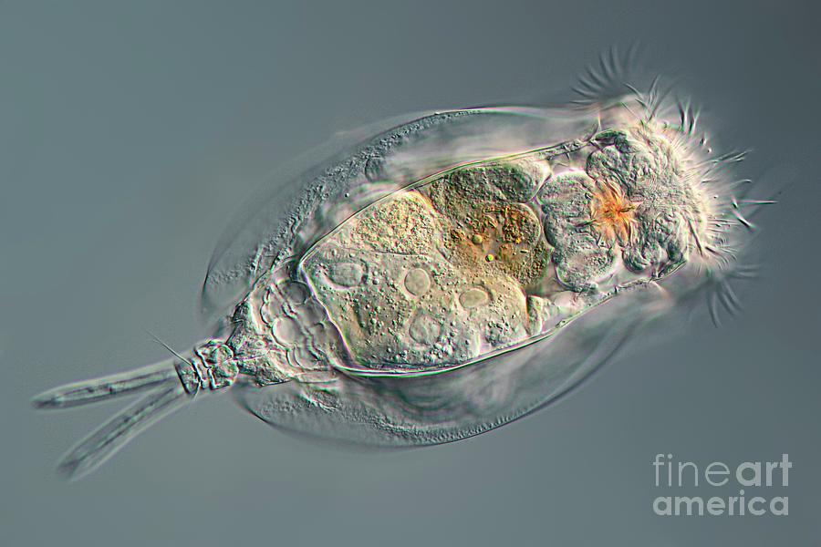 Rotifer #2 Photograph by Frank Fox/science Photo Library