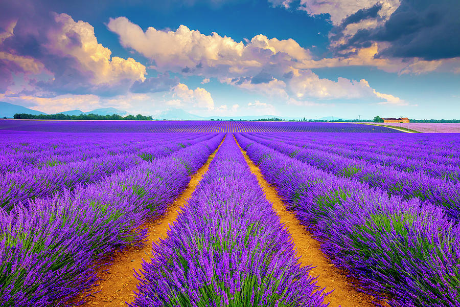 Rows Of Lavender Field In Valensole #2 Digital Art by Olimpio Fantuz ...