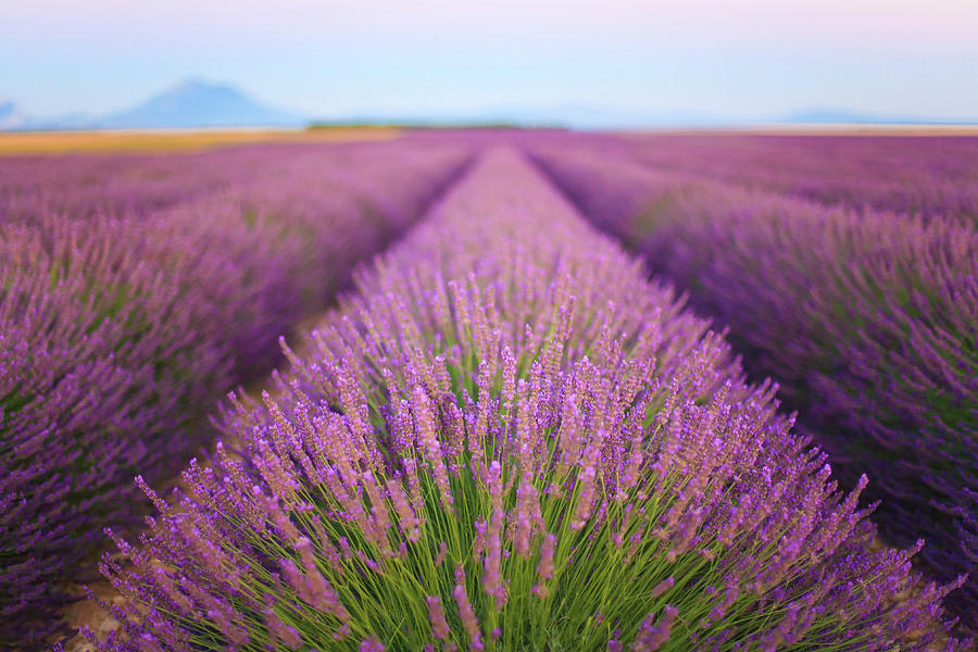 Rows Of Lavender In Valensole Digital Art by Andrea Pavan - Fine Art ...