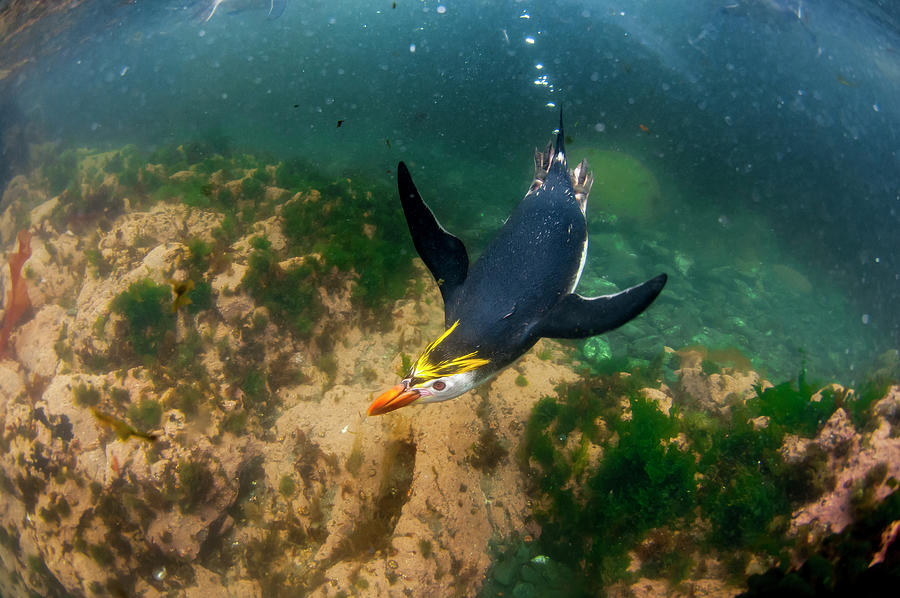 Royal Penguin Swimming Underwater #2 Photograph by Tui De Roy