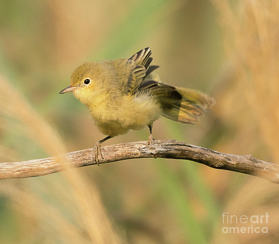 Ruby Crowned Kinglet #2 Photograph by Dennis Hammer