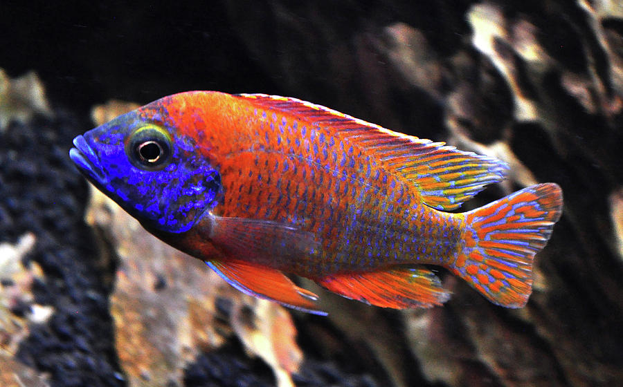 Ruby Red Peacock Cichlid Photograph