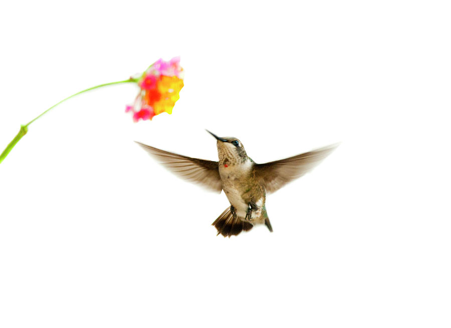 Hummingbird Photograph - Ruby-throated Hummingbird #2 by Jim Mckinley
