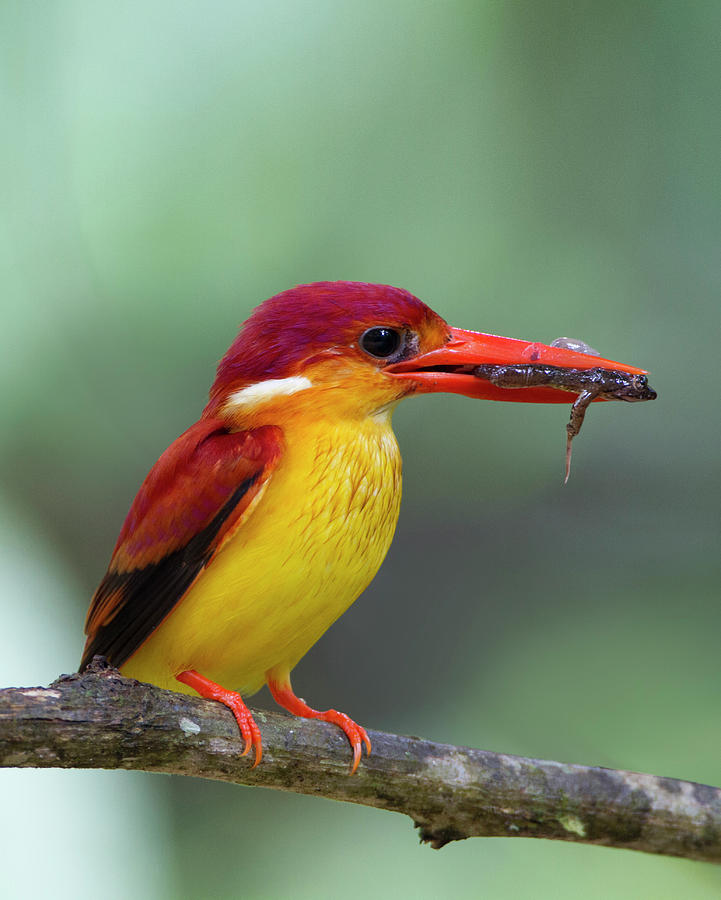 Rufous Backed Kingfisher #2 Photograph by Copyright By David Yeo