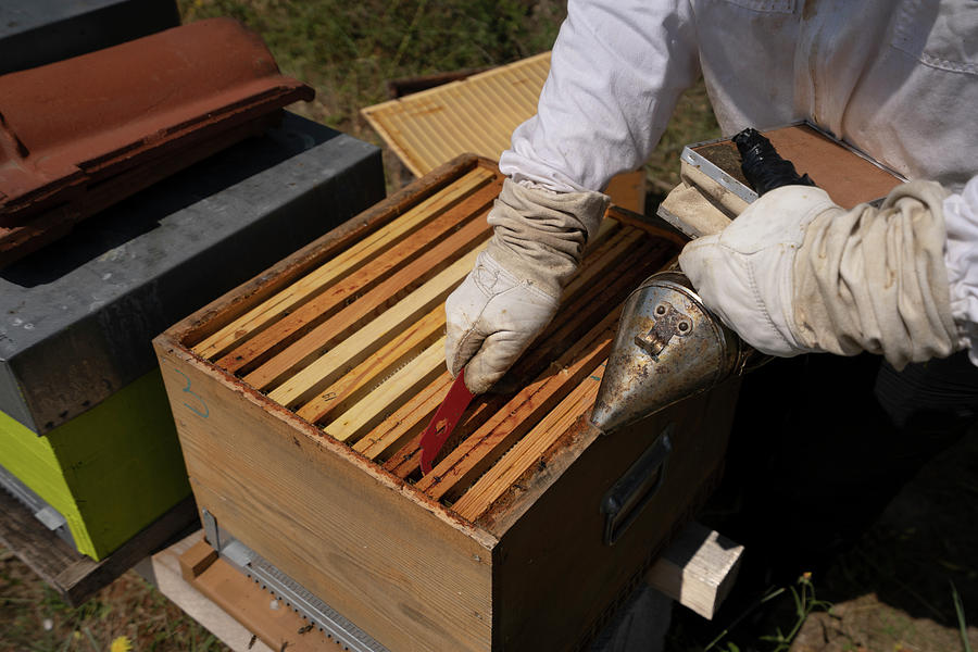 Nature Photograph - Rural And Natural Beekeeper, Working To Collect Honey From Hives #2 by Cavan Images