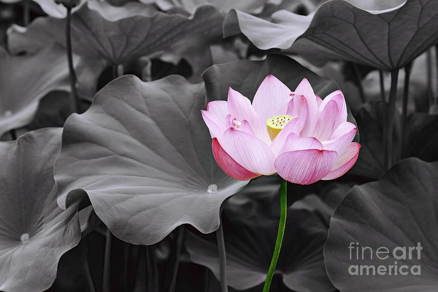 Sacred Lotus Nelumbo Nucifera Photograph By Dr Nick Kurzenkoscience Photo Library Pixels 7909