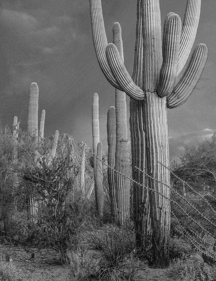 Saguaro Cacti, Arizona #2 Photograph by Tim Fitzharris