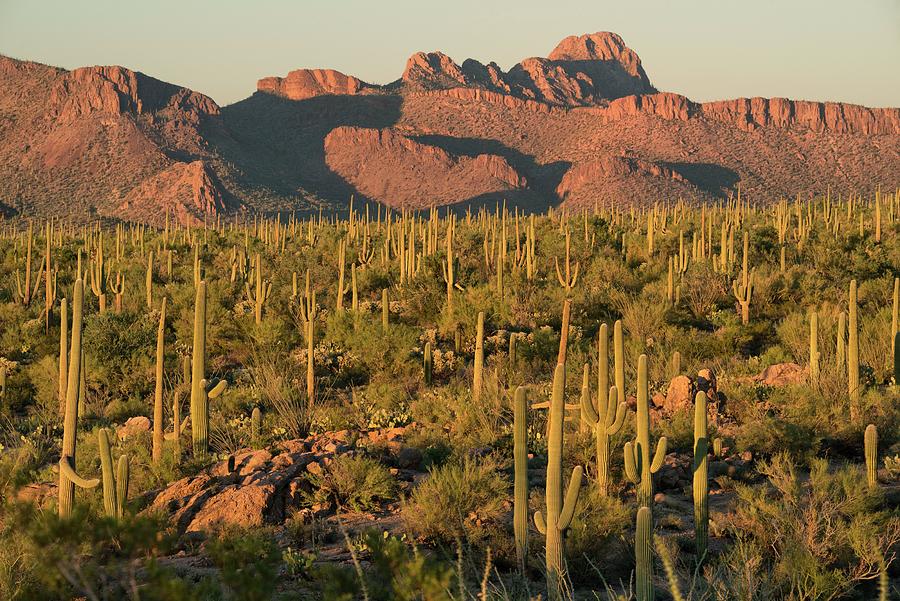 Saguaro Cacti #2 Digital Art by Heeb Photos