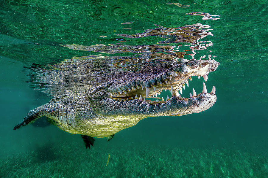 Saltwater Crocodile Of Cuba #2 Photograph by Bruce Shafer